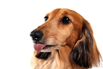 Longhair red dachshund dog, photographed in studio. Wiener dog portrait.  - 774073914