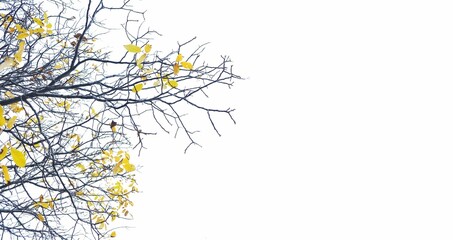 White background with tree branches with yellow leaves on the side and copy space