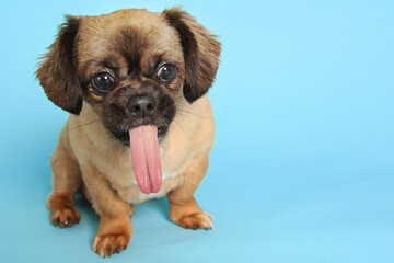 Little puggle dog in studio portrait. Funny expression with tongue out. Mixed breed dog. Pekingese and Beagle cross.  - 774074365