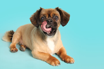Little puggle dog in studio portrait. Mixed breed dog. Pekingese and Beagle cross.