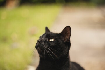 Black cat with brown eyes in blurred background