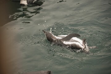 Naklejka premium Humboldt penguin swimming in tranquil pond water with blur background