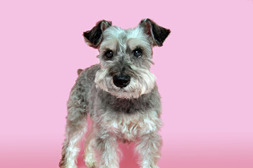 Schnauzer dog photographed in studio. 