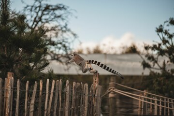 Rear view of a ring-tailed lemur jumping over a wooden fence in its enclosure are the zoo © Wirestock