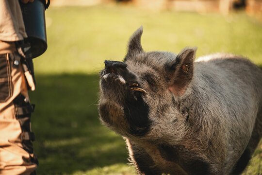 Kunekune pig following her zookeeper friend at the zoo on a sunny day with blur background