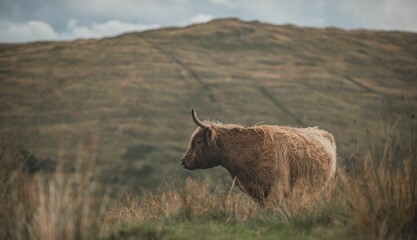 Beautiful shot of a highland cow grazing on a rural hillside