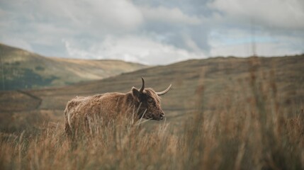 Beautiful shot of a highland cow grazing on a rural hillside - Powered by Adobe