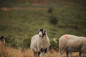 Selective focus of the white, furry herdwicks (Ovis aries) grazing in the field in the daytime