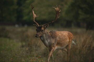 Selective focus of the European fallow deer (Dama dama) with great horns walking through the field