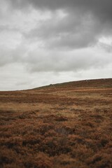 Vertical shot of the field with a small hill full of orange grass under a cloudy sky