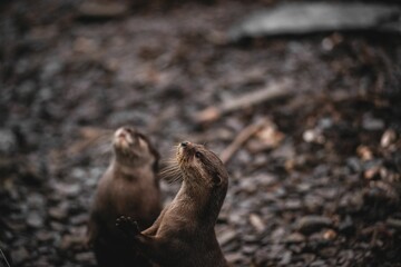 Naklejka premium Closeup of two otters looking up.