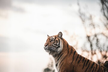 Closeup of a beautiful tiger against the background of the sky.