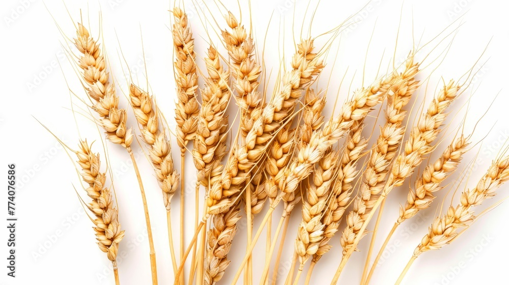 Poster an illustration of horizontal wheat ears on a white background for a package design