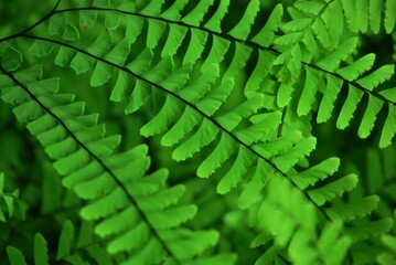 Selective closeup focus of green leaves of a fern (Polypodiopsida or Polypodiophyta)