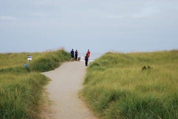 Fototapeta premium Path through a beach covered with American beachgrass, with people walking to the sea
