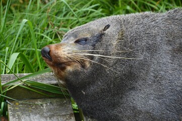 New-Zealand Sea Lion