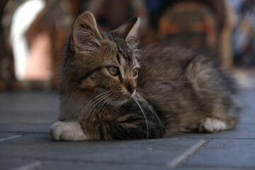 Wild Kitten in Marocco