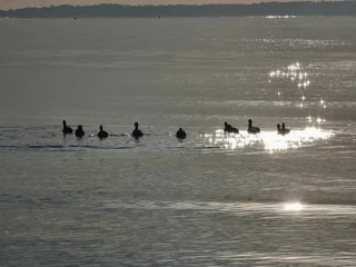 Foto op Aluminium Silhouettes of ducks in the open sea at Lee On The Solent, Hampshire, UK © Wirestock