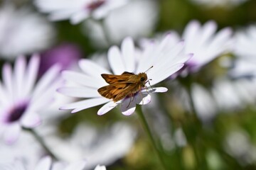 Closeup of a fiery skipper butterfly on an African daisy in a field with a blurry background