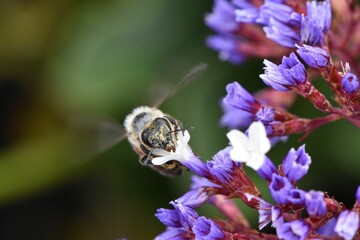 Closeup of a western honey bee on purple flowers in a field under the sunlight