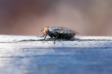 Closeup of a fly on a wooden surface in a field under the sunlight