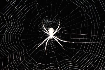 Closeup of an argiope keyserlingi spider on the web with a dark blurry background - obrazy, fototapety, plakaty