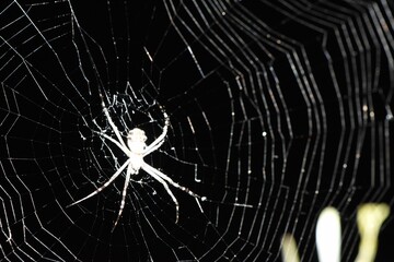 Closeup of an argiope keyserlingi spider on the web with a dark blurry background