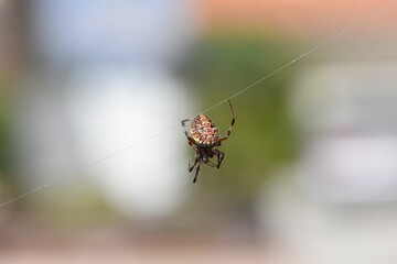 Closeup of a European cross spider on the web in a field with a blurry background