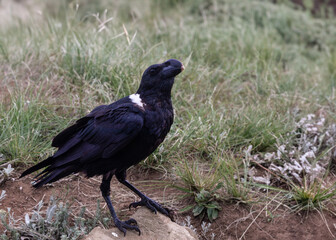 White-necked Raven