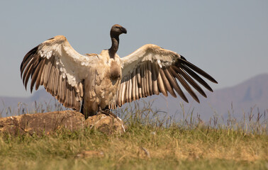 Cape Vulture, spreading wings.