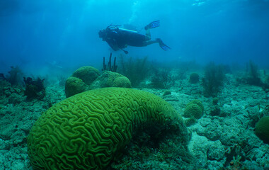a diver on a reef in the caribbean sea