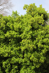  Euonymus japonica bush with yellow and green leaves. Evergreen plant called Japanese spindle tree