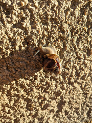 Snail on a wall
