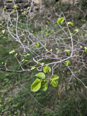 Leaf bud, close up of a leaf growing in early spring in France