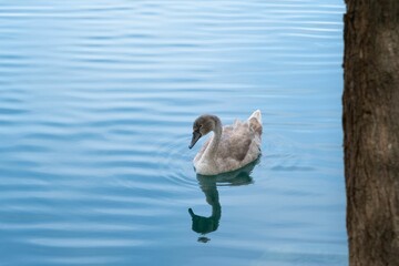 Beautiful shot of a swan wading in a lake