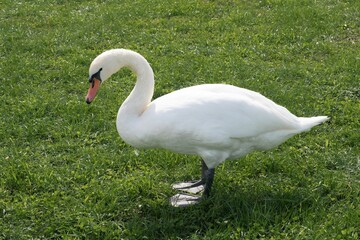 Beautiful shot of a swan standing a grass