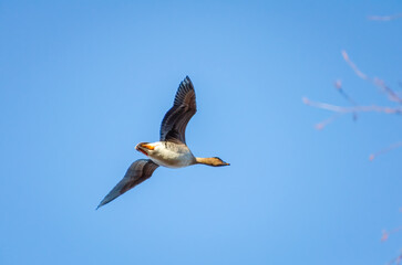 A goose flies in the sky to the right, side bottom view, close-up