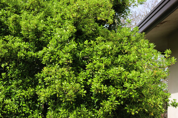  Euonymus japonica bush with yellow and green leaves. Evergreen plant called Japanese spindle tree