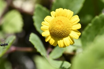 Closeup of a Golden marguerite growing in a garden on a sunny day