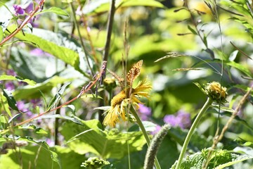 Closeup of a butterfly perched on Elecampane flower growing in a garden on a sunny day