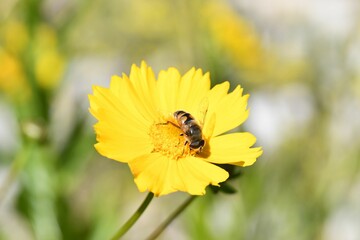 Closeup of a bumblebee pollinating a Baileya flower growing in a garden on a sunny day