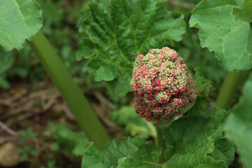 Close-up of Red Rhubarb plant with big blossom in the vegetable garden. Rheum rhabarbarum