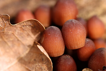 small brown mushrooms photographed from close up