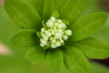 white flower surrounded by green leaves