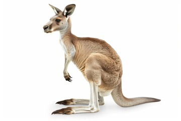 KS Kangaroo standing on its hind legs on an isolated whit.