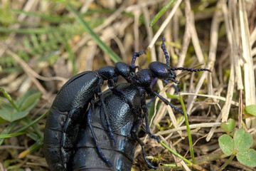 two black bugs during mating