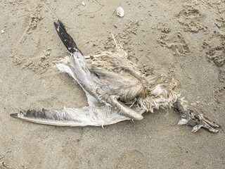 Gabbiano morto sulla spiaggia in decomposizione