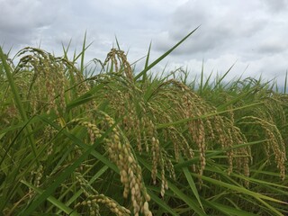 首を垂れる稲穂たち