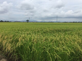 越後平野の稲穂