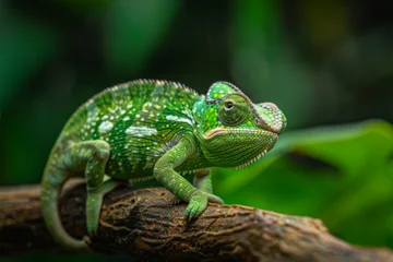 Fotobehang Photo of a green chameleon © ananda